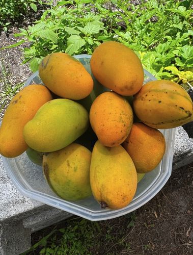 Lemon Meringue Mangos For Sale-Midium Box